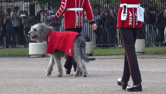 Irish Guards mascot Seamus on parade
