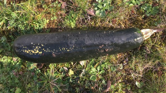 Bomb scare courgette