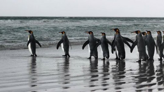 Penguins