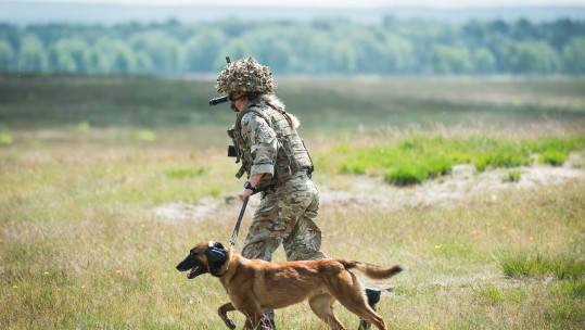 Military Working Dog - Anonymous - MWD Zafari and his handler on the Sennelager Ranges in Germany
