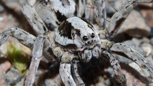 A Great Fox-Spider, which was rediscovered on an MOD training base in Surrey after more than 25 years without a sighting 