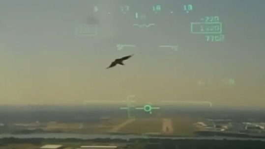 A bird captured on the cockpit camera of T-45C Goshawk before crashing with the aircraft