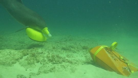 A bottlenose dolphin places a marking device on an exercise sea mine (Picture: US Department of Defense).