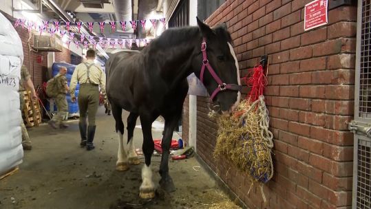 A horse tucks into some food at Hyde Park Barracks.