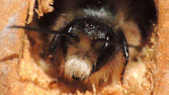 A male Red Mason bee, the type of bee being helped by personnel at RAF Shawbury (Picture: Orangeaurochs/Flickr).