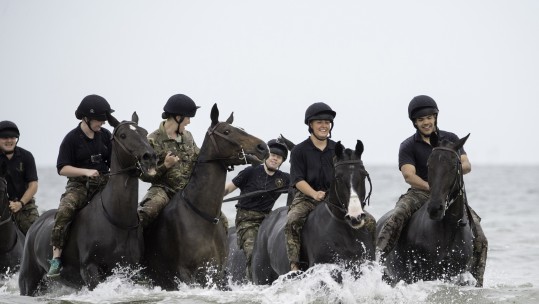 horse