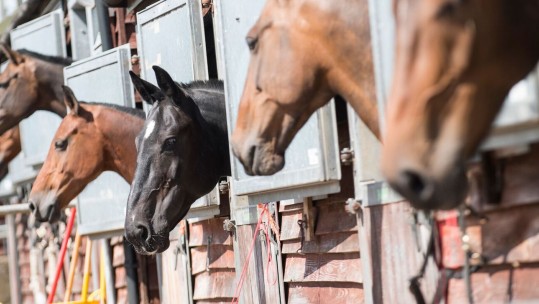 Army Horse Put Down After Being Released From Field