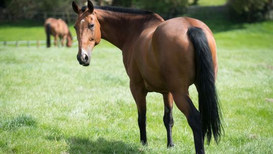 APOWMID-2017-031-Horse Rehab-128