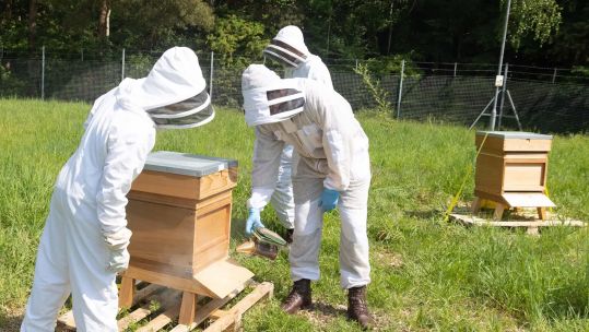 Army beekeepers are working with around 30,000 bees at Aldershot