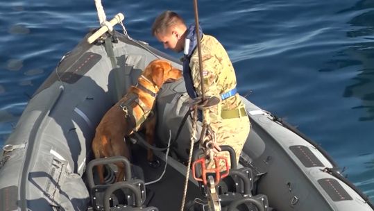 Army explosives team's search dog Meg earns her sea legs 31102022 CREDIT MOD