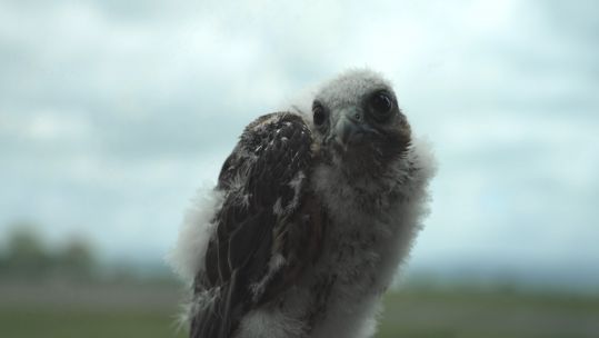Baby Falcon Spitfire In Training To Protect Planes From Bird Collisions PHOENIX BIRD CONTROL 18062021 CREDIT BFBS.jpg