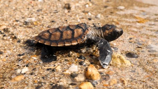 A baby turtle heads out to sea after being safely released by sailors from HMS Spey