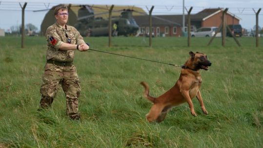 Belgian Malinois RAF Police Dog RAF Coningsby 170424 CREDIT BFBS