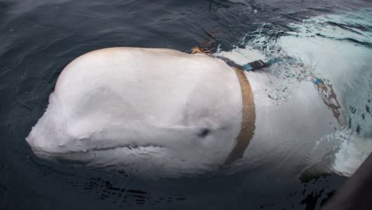 Beluga whale found in Norway 270419 CREDIT Jørgen Ree Wiig, Directorate of Fisheries