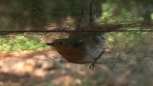 Trapped songbird