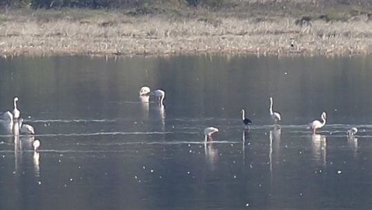 Black flamingo 'melani' makes a return to Cyprus 19072022 CREDIT BFCyprus.jpg
