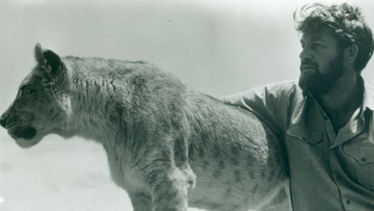 Born Free film star and charity founder Bill Travers pictured with a lion (Picture: Born Free Foundation).