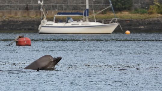 Bottlenose whale in Clyde 300920 CREDIT STEVE TRULUCK.jpg