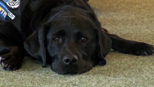 The Canine Companions Improving Veterans Lives