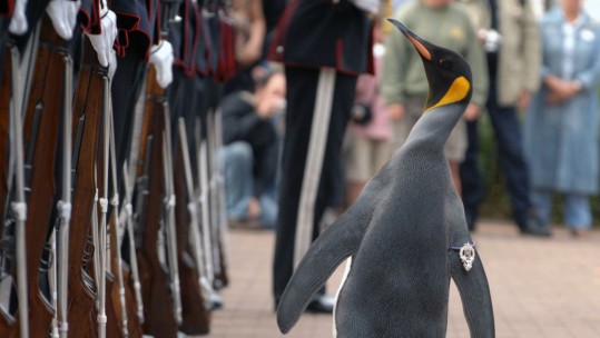 Brigadier Nils Olav the Penguin inspects the Kings Guard of Norway 