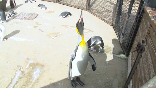 Brigadier Sir Nils Olav III Penguin