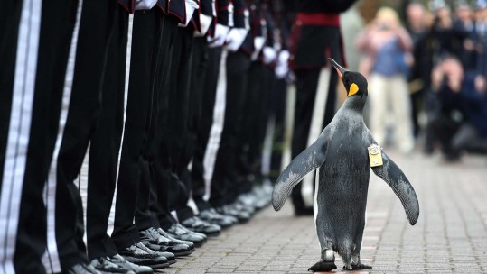 VIP (Very Important Penguin) Promoted To Brigadier