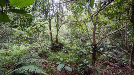 Can You Spot The 12 Soldiers In The Jungle?
