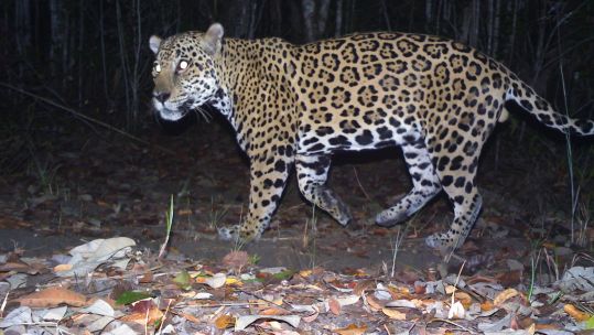 British Army Training Support Unit Belize BATSUB conservation Belize Jungle Jaguar 23102020 CREDIT MOD