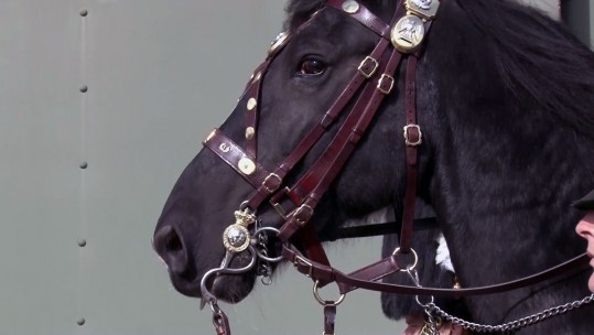 An Endangered Species: The British Army Drum Horse