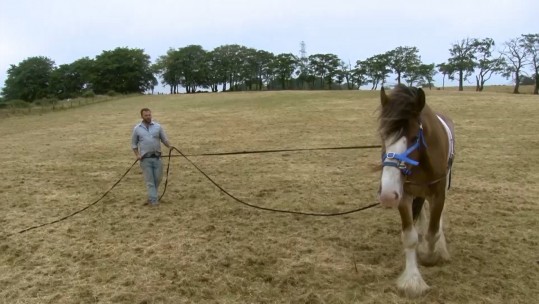 The Lifesaving Horses Helping Veterans Fight Depression
