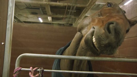 Horse