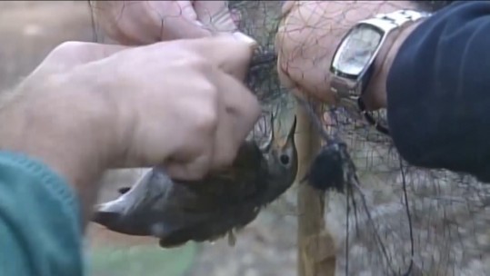 Hunting The Hunters: Catching The Cruel Gangs Behind A Cypriot Delicacy