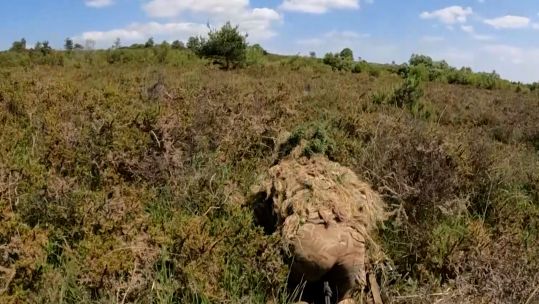 Ghillie suits and exemplary fieldcraft skills allow the potential snipers to move in on their targets - hopefully without being spotted