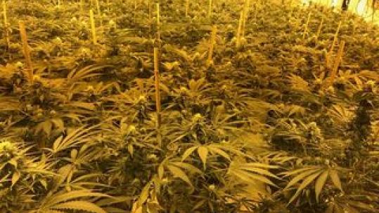 Cannabis Police handout