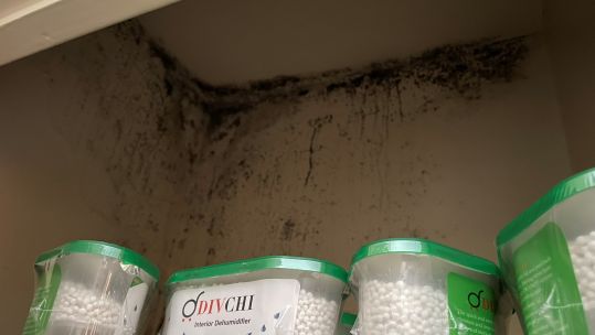mould