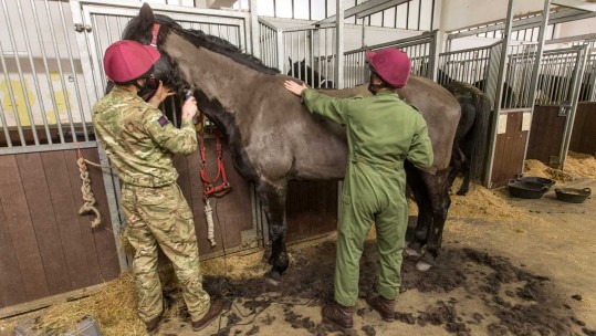 Cavalry Horses Treated To A Makeover After Holiday Excess