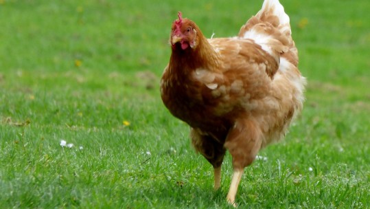 MoD Pays Compensation To Farmers For 'Scaring Chickens To Death'