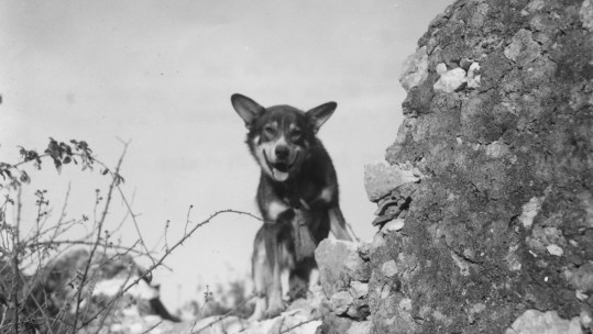 Chips - hero dog with Dickin medal 