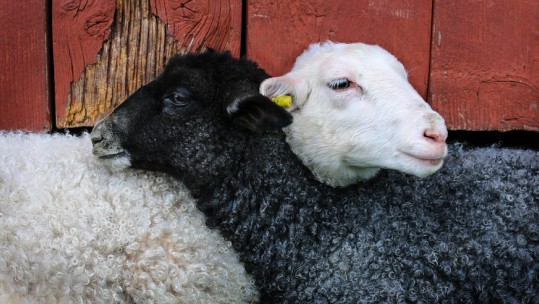 RAF Flights "Scaring Newborn Lambs And Pregnant Goats"