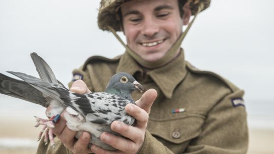 D Day Royal Pigeon Racing Association