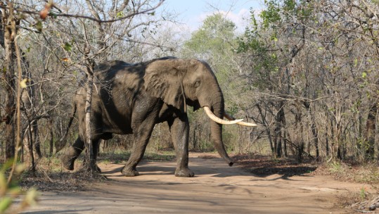 Malawi elephant