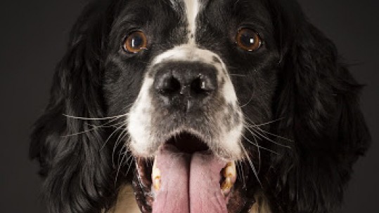 Veteran's Charity Is Top Dog 