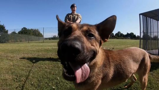 Defence Animal Training Regiment (DATR) Remount Barracks working military dog 120723 CREDIT BFBS