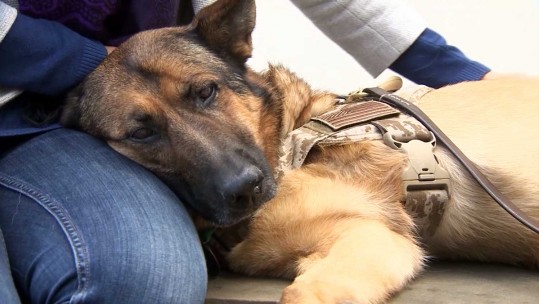 Heroic US Marine Dog Awarded Animal Victoria Cross