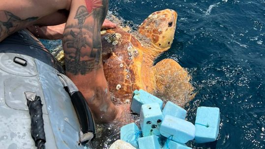 Diver Harry Thomas prepares to set the turtle on its way with the fishing nets removed 01092023 CREDIT Royal Navy
