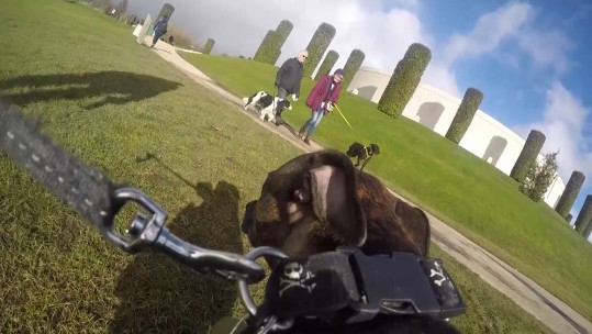 Paws For Remembrance Dog Cam