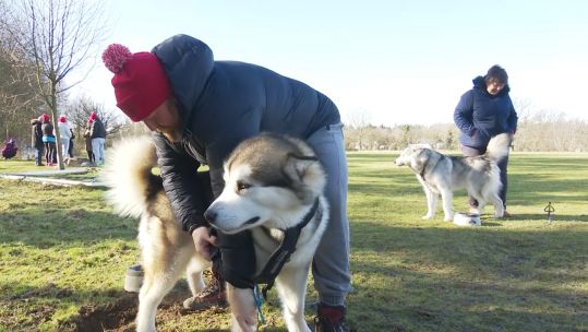 Dog sledding at Catterick 050319 SOURCE Forces News