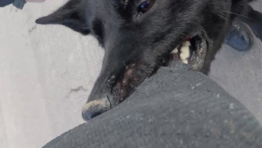 The Ferocious Dogs Guarding Our Forces