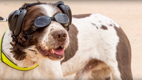 The Stylish Gear Protecting The Armed Forces Four Legged Friends