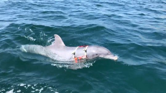 Dolphin for mine countermeasure during RIMPAC